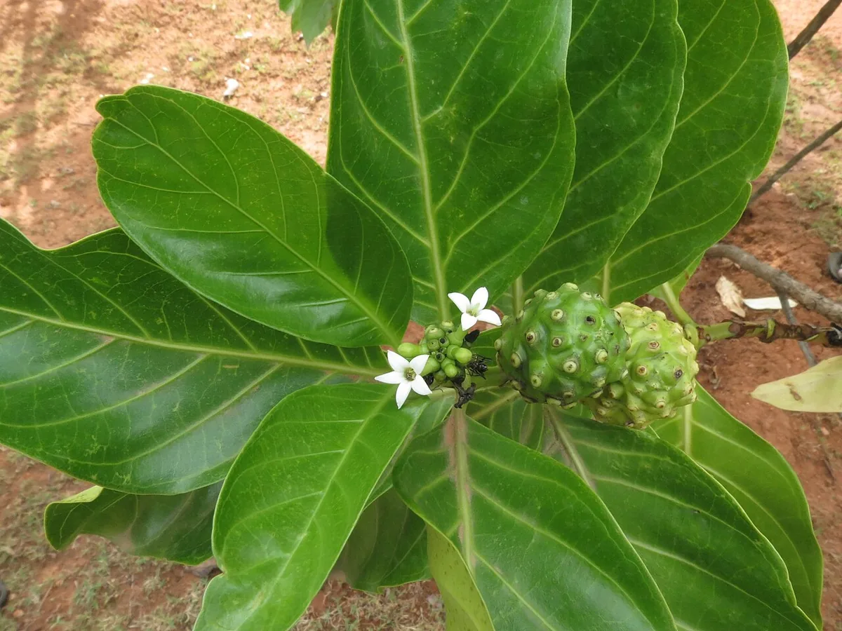 Junger Noni-Baum mit Blüten und unreifer Frucht