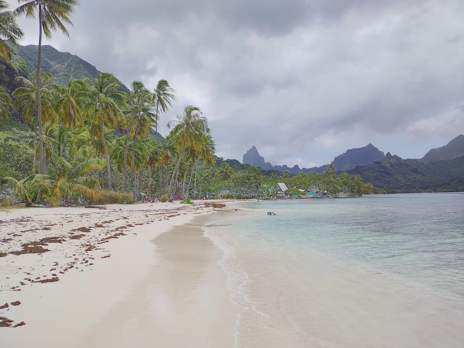 Palmenstrand mit türkisfarbener Lagune und vulkanischen Bergen auf Moorea, Französisch-Polynesien