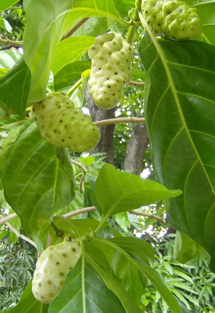 Die Noni-Frucht