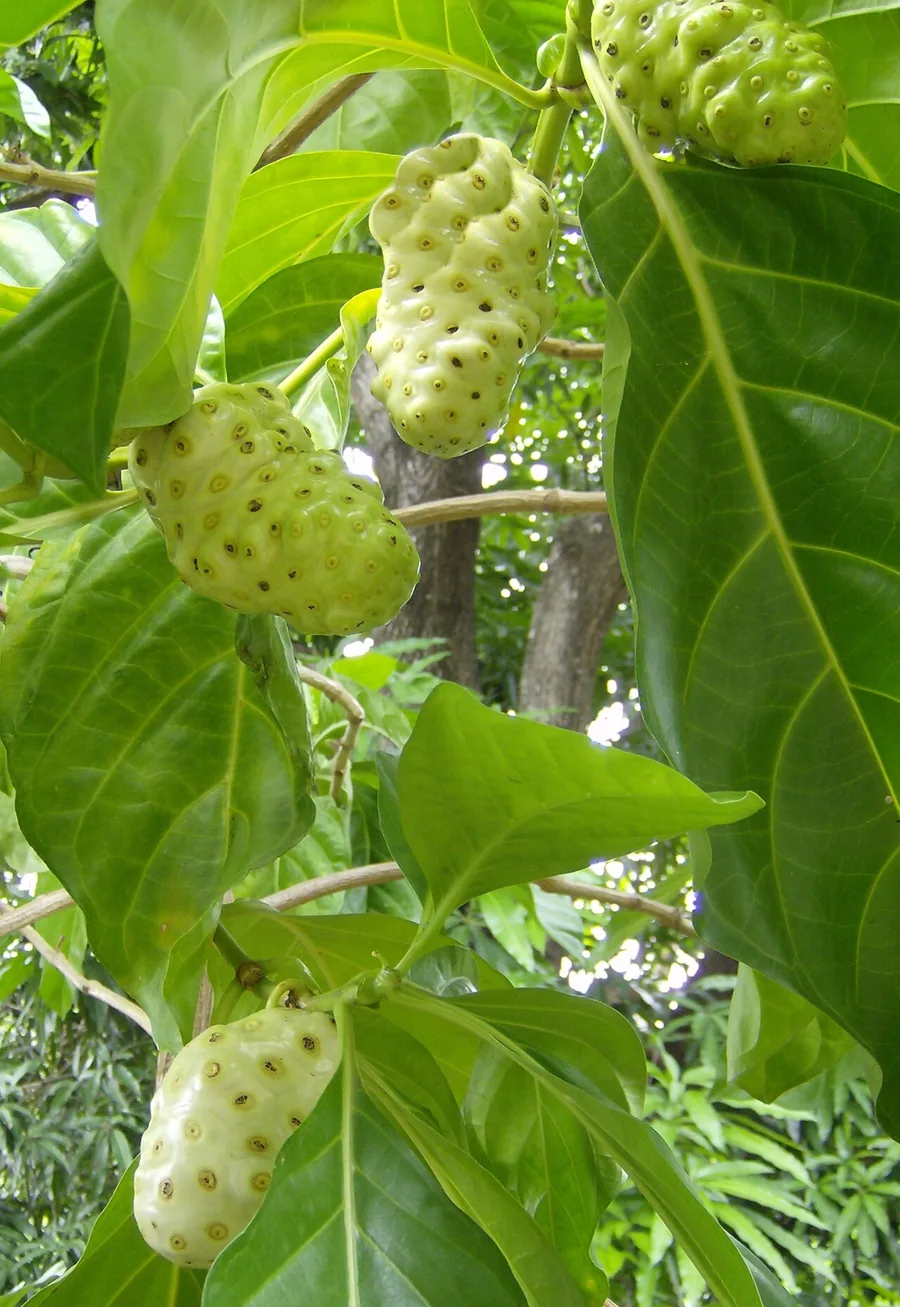 Die Noni-Frucht